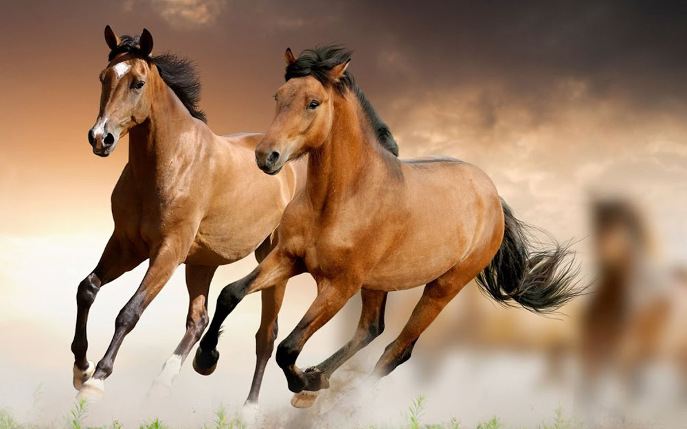 Әділбай Тобыштың айтқандарынан